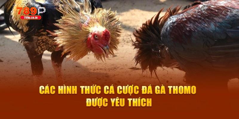Đá Gà Thomo – Theo Dõi Các Giải Đấu Đỉnh Cao Tại 789P 3 Các hình thức cá cược đá gà Thomo được yêu thích