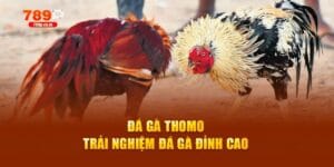Đá Gà Thomo – Theo Dõi Các Giải Đấu Đỉnh Cao Tại 789P 1 đá gà Thomo
