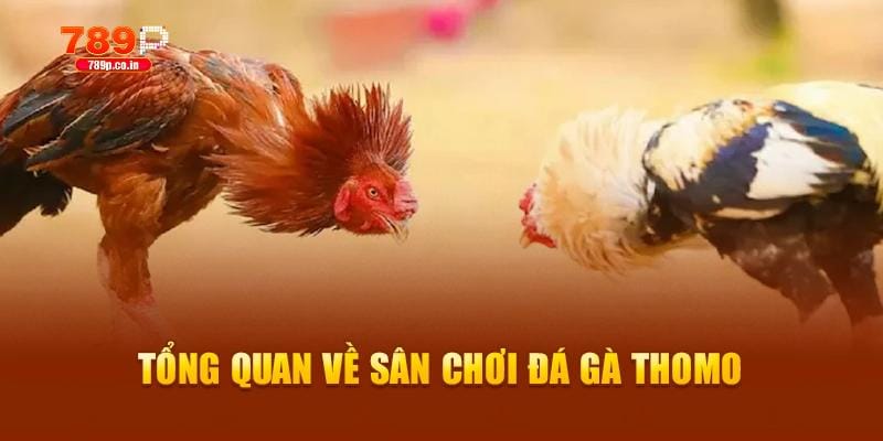 Đá Gà Thomo – Theo Dõi Các Giải Đấu Đỉnh Cao Tại 789P 1 Tổng quan về sân chơi đá gà thomo xanh chín